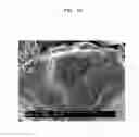Fig. 08 - POSITIVE ACTIVE MATERIAL, LITHIUM BATTERIES INCLUDING THE POSITIVE ACTIVE MATERIAL, AND METHOD OF PREPARING THE POSITIVE ACTIVE MATERIAL