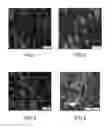 Fig. 02 - PROCESS FOR PREPARING AN ION-EXCHANGE COMPOSITE MATERIAL COMPRISING A POLYMER MATRIX AND A FILLER CONSISTING OF ION-EXCHANGE PARTICLES