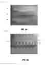 Fig. 06 - Low cost antenna array and methods of manufacture