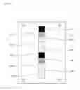 Fig. 13 - Image forming apparatus, image forming system, method of calibrating image detection unit, and post-processing apparatus