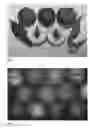 Fig. 02 - Nectarine tree named 'NECTARELSE'