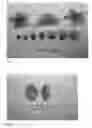 Fig. 03 - Nectarine tree named 'NECTARNOVALA'