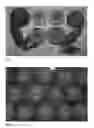 Fig. 02 - Nectarine tree named 'NECTAJOY'