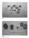 Fig. 03 - Nectarine tree named 'NECTAJOY'