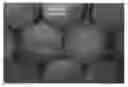 Fig. 01 - Peach tree named 'SWEETEMBER'