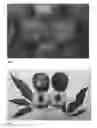 Fig. 02 - Peach tree named 'SWEETEMBER'