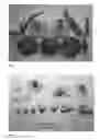 Fig. 03 - Peach tree named 'CRISPDREAM'