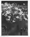 Fig. 01 - Anemone plant named 'MACANE007'