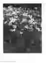 Fig. 02 - Anemone plant named 'MACANE007'