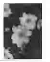 Fig. 03 - Anemone plant named 'MACANE007'