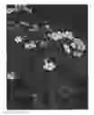 Fig. 01 - Anemone 'MACANE004'