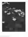 Fig. 02 - Anemone 'MACANE004'