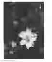 Fig. 03 - Anemone 'MACANE004'