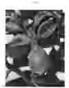 Fig. 03 - Crassula plant named Crasmada
