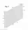 Fig. 02 - Comb formation guide for placement between beehive frames