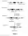 Fig. 02 - Transgenic non-human mammal for producing chimeric human immunoglobulin E antibodies