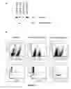 Fig. 09 - Transgenic non-human mammal for producing chimeric human immunoglobulin E antibodies