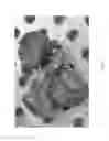 Fig. 07 - METHOD FOR ACCELERATING FREEZE DRYING PRODUCE USING MICROWAVE ENERGY