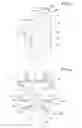 Fig. 03 - SUPPORT BODY FOR A SPRING BED SLAT IN A SLATTED FRAME