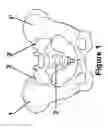 Fig. 02 - Method for Minimally Invasive Treatment of Unstable Pelvic Ring Injuries with an Internal Posterior Iliosacral Screw and Bone Plate
