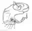 Fig. 19 - Method for Minimally Invasive Treatment of Unstable Pelvic Ring Injuries with an Internal Posterior Iliosacral Screw and Bone Plate