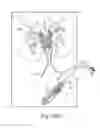 Fig. 25 - Method of treating urinary incontinence