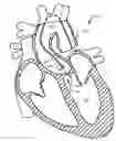 Fig. 01 - Device and methods for self-centering a guide catheter