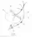 Fig. 08 - Methods and devices for treating obesity, incontinence, and neurological and physiological disorders