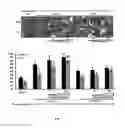 Fig. 08 - Pharmaceutical composition for the treatment of diminution of bone tissue