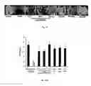 Fig. 09 - Pharmaceutical composition for the treatment of diminution of bone tissue