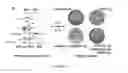 Fig. 03 - PROTEIN VESICLES AND METHODS OF MAKING AND USING THEREOF