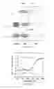Fig. 04 - PROTEIN VESICLES AND METHODS OF MAKING AND USING THEREOF