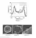 Fig. 07 - PROTEIN VESICLES AND METHODS OF MAKING AND USING THEREOF