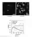 Fig. 08 - PROTEIN VESICLES AND METHODS OF MAKING AND USING THEREOF