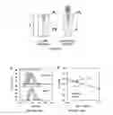 Fig. 09 - PROTEIN VESICLES AND METHODS OF MAKING AND USING THEREOF