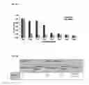 Fig. 02 - Antimicrobial compositions with cysteamine