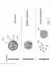 Fig. 02 - Enteric-Coated Functional Food Ingredients And Methods For Making The Enteric-Coated Functional Food Ingredients