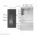 Fig. 35 - NANOEMULSION THERAPEUTIC COMPOSITIONS AND METHODS OF USING THE SAME