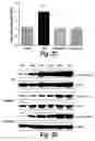 Fig. 05 - PYRIMIDINE HYDROXY AMIDE COMPOUNDS FOR TREATING PERIPHERAL NEUROPATHY
