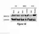 Fig. 02 - Combinations of histone deacetylase inhibitors and bendamustine