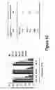 Fig. 04 - Combinations of histone deacetylase inhibitors and bendamustine