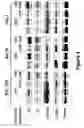 Fig. 12 - Combinations of histone deacetylase inhibitors and bendamustine