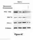 Fig. 19 - Combinations of histone deacetylase inhibitors and bendamustine