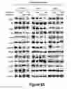 Fig. 24 - Combinations of histone deacetylase inhibitors and bendamustine