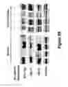 Fig. 25 - Combinations of histone deacetylase inhibitors and bendamustine