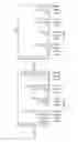 Fig. 31 - Pharmaceutical formulation containing thienotriazolodiazepine compounds