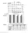 Fig. 56 - Pharmaceutical formulation containing thienotriazolodiazepine compounds
