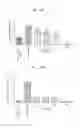 Fig. 03 - COMPOSITION FOR PREVENTING OR TREATING MUSCULAR ATROPHY OR PROMOTING MUSCULAR REGENERATION IN SUBJECT COMPRISING SULFONAMIDE COMPOUND AND USE THEREOF