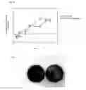 Fig. 06 - Surface-modified heavy metal nanoparticles, compositions and uses thereof