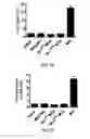 Fig. 04 - Methods and compositions for expanding long-term hematopoietic stem cell populations